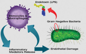 Endotoxins gram-negative bacteria