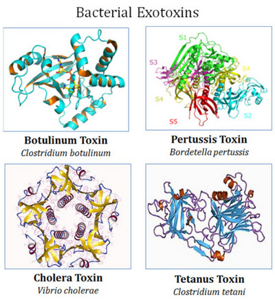 Examples types exotoxins