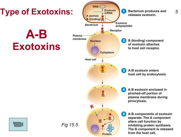 Type A and type B exotoxins