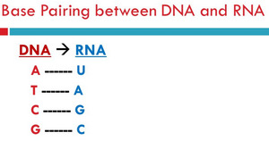 base pairing of DNA and RNA