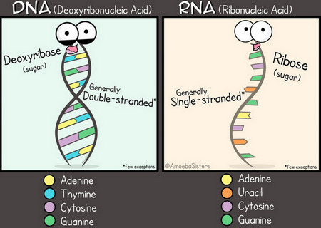 cartographic presentation of DNA and RNA