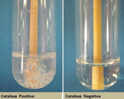 catalase test tube method