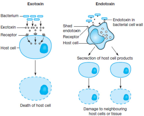 difference between exotoxin and endotoxin