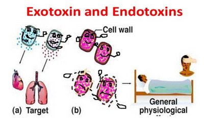 endotoxins vs exotoxins