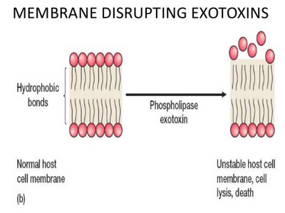 exotoxins