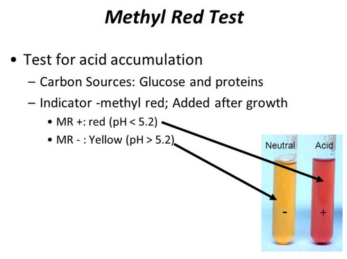 methyl red test bacteria