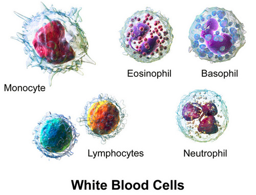 types of white blood cell wbcs