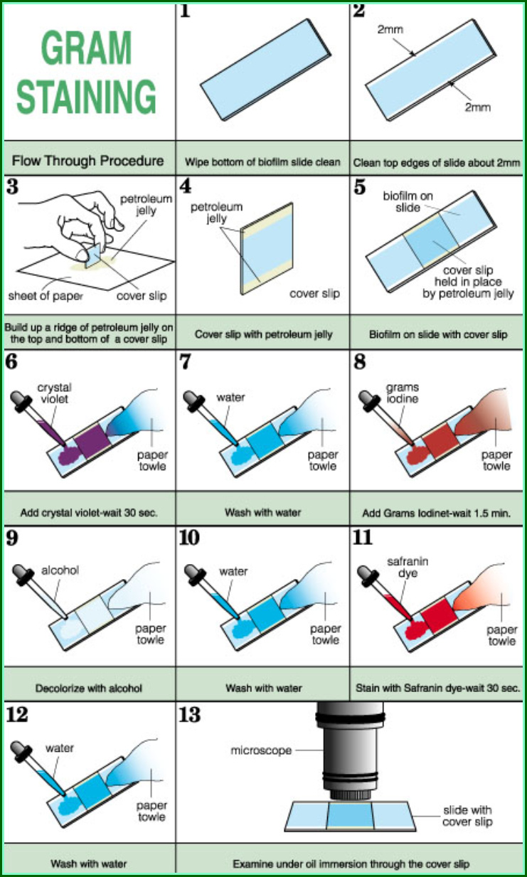 Gram-staining-and-the-steps-procedure