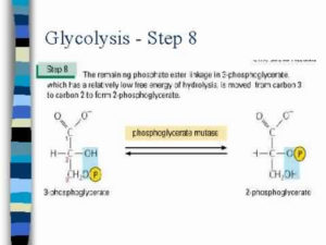 The eight step ends with two molecules of 2-Phosphoglycerate