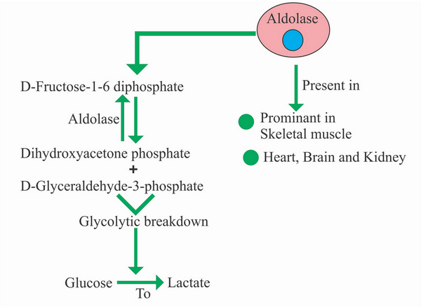 The fourth step in the glycolysis cycle