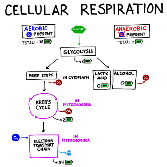cellular respiration - glycolysis diagram