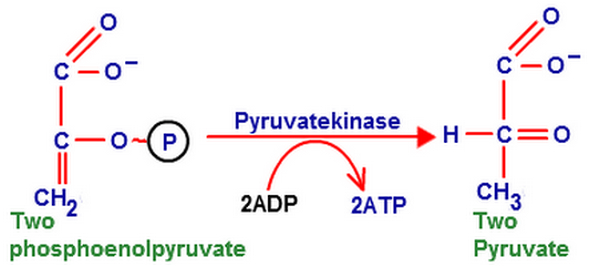 final step of pyruvate kinase glycolysis