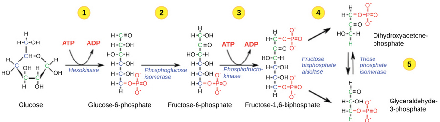 five steps of glycolysis
