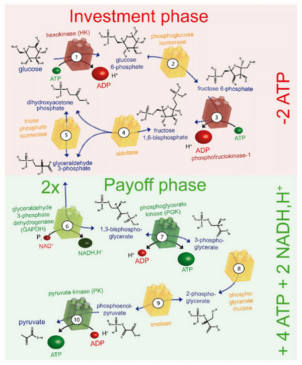 glycolysis process investment phase and payoff phase