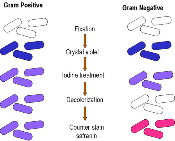 how does gram positive and gram negative looks like