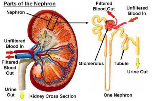 human kidneys function