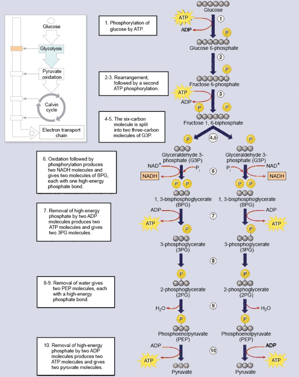 imageand pictures of glycolysis cycle as shown in the diagram