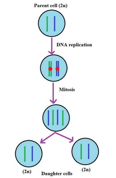 mitosis cycle parent and daughter cells