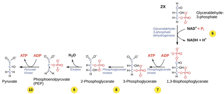 sixth to tenth steps of glycolysis
