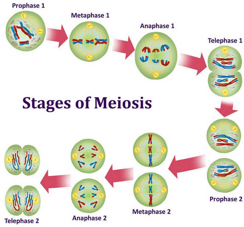 stages of meiosis picture diagram.