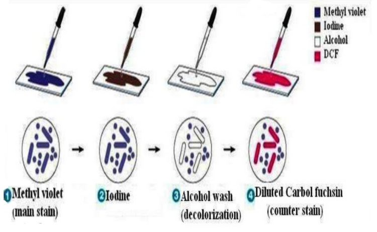 steps needed to complete the gram staining procedure