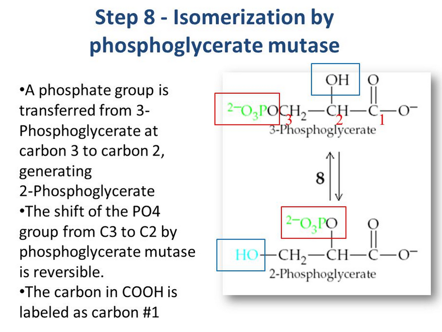 Phosphoglycerate Mutase step 8
